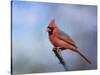 Cardinal at First Frost-Jai Johnson-Stretched Canvas