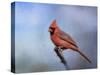 Cardinal at First Frost-Jai Johnson-Stretched Canvas