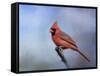 Cardinal at First Frost-Jai Johnson-Framed Stretched Canvas