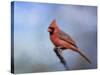 Cardinal at First Frost-Jai Johnson-Stretched Canvas
