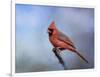 Cardinal at First Frost-Jai Johnson-Framed Giclee Print