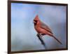 Cardinal at First Frost-Jai Johnson-Framed Giclee Print