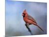 Cardinal at First Frost-Jai Johnson-Mounted Giclee Print