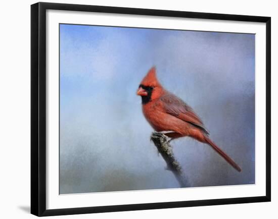 Cardinal at First Frost-Jai Johnson-Framed Giclee Print