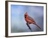 Cardinal at First Frost-Jai Johnson-Framed Giclee Print