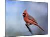 Cardinal at First Frost-Jai Johnson-Mounted Giclee Print
