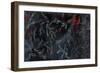 Cardinal Chalkboard-Danhui Nai-Framed Art Print