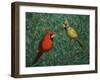 Cardinal Couple-James W. Johnson-Framed Giclee Print