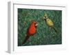 Cardinal Couple-James W. Johnson-Framed Giclee Print