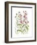 Cardinal Flower-Beverly Dyer-Framed Art Print