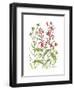 Cardinal Flower-Beverly Dyer-Framed Art Print