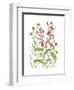 Cardinal Flower-Beverly Dyer-Framed Art Print