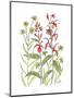 Cardinal Flower-Beverly Dyer-Mounted Art Print