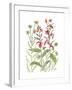 Cardinal Flower-Beverly Dyer-Framed Art Print