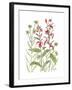 Cardinal Flower-Beverly Dyer-Framed Art Print