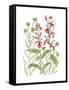 Cardinal Flower-Beverly Dyer-Framed Stretched Canvas
