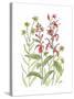 Cardinal Flower-Beverly Dyer-Stretched Canvas