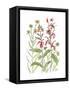 Cardinal Flower-Beverly Dyer-Framed Stretched Canvas