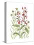 Cardinal Flower-Beverly Dyer-Stretched Canvas