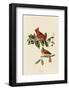 Cardinal Grosbeak-John James Audubon-Framed Art Print