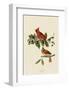 Cardinal Grosbeak-John James Audubon-Framed Art Print