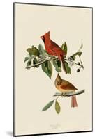 Cardinal Grosbeak-John James Audubon-Mounted Art Print