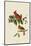 Cardinal Grosbeak-John James Audubon-Mounted Art Print