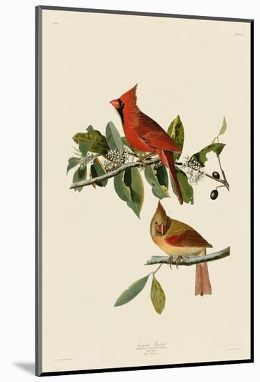 Cardinal Grosbeak-John James Audubon-Mounted Art Print