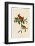 Cardinal Grosbeak-John James Audubon-Framed Giclee Print