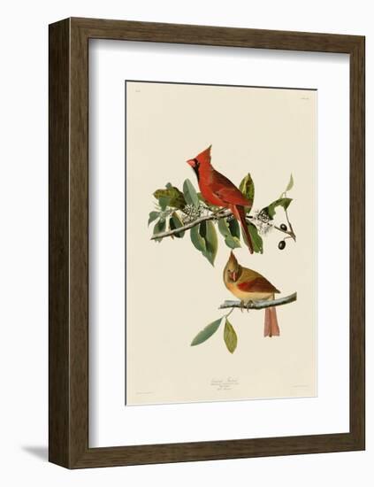 Cardinal Grosbeak-John James Audubon-Framed Giclee Print