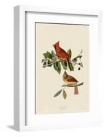 Cardinal Grosbeak-John James Audubon-Framed Giclee Print