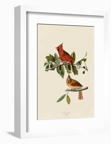 Cardinal Grosbeak-John James Audubon-Framed Giclee Print