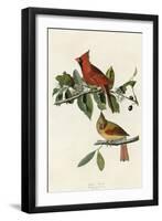 Cardinal Grosbeak-null-Framed Giclee Print