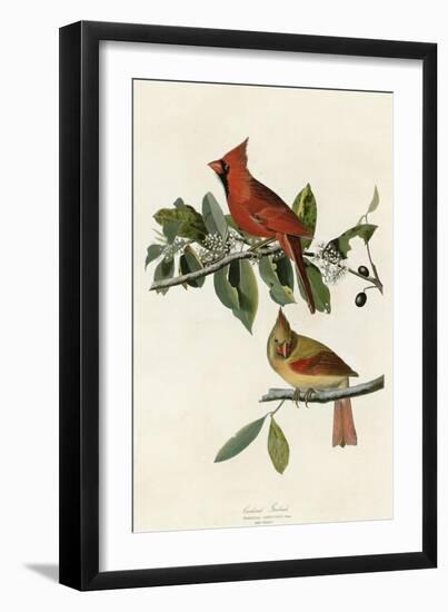 Cardinal Grosbeak-null-Framed Giclee Print