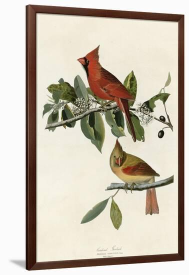 Cardinal Grosbeak-null-Framed Giclee Print