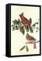 Cardinal Grosbeak-John James Audubon-Framed Stretched Canvas