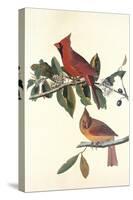 Cardinal Grosbeak-John James Audubon-Stretched Canvas