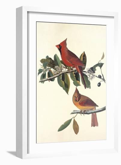 Cardinal Grosbeak-John James Audubon-Framed Art Print