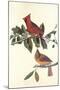 Cardinal Grosbeak-John James Audubon-Mounted Art Print