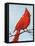 Cardinal I-Phyllis Adams-Framed Stretched Canvas