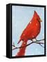 Cardinal I-Phyllis Adams-Framed Stretched Canvas