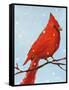 Cardinal I-Phyllis Adams-Framed Stretched Canvas