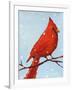 Cardinal I-Phyllis Adams-Framed Art Print