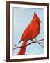 Cardinal I-Phyllis Adams-Framed Art Print