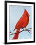 Cardinal I-Phyllis Adams-Framed Art Print