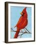 Cardinal II-Phyllis Adams-Framed Art Print