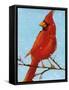 Cardinal II-Phyllis Adams-Framed Stretched Canvas