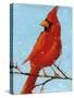 Cardinal II-Phyllis Adams-Stretched Canvas