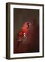 Cardinal in Antique Red-Jai Johnson-Framed Giclee Print