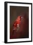 Cardinal in Antique Red-Jai Johnson-Framed Giclee Print